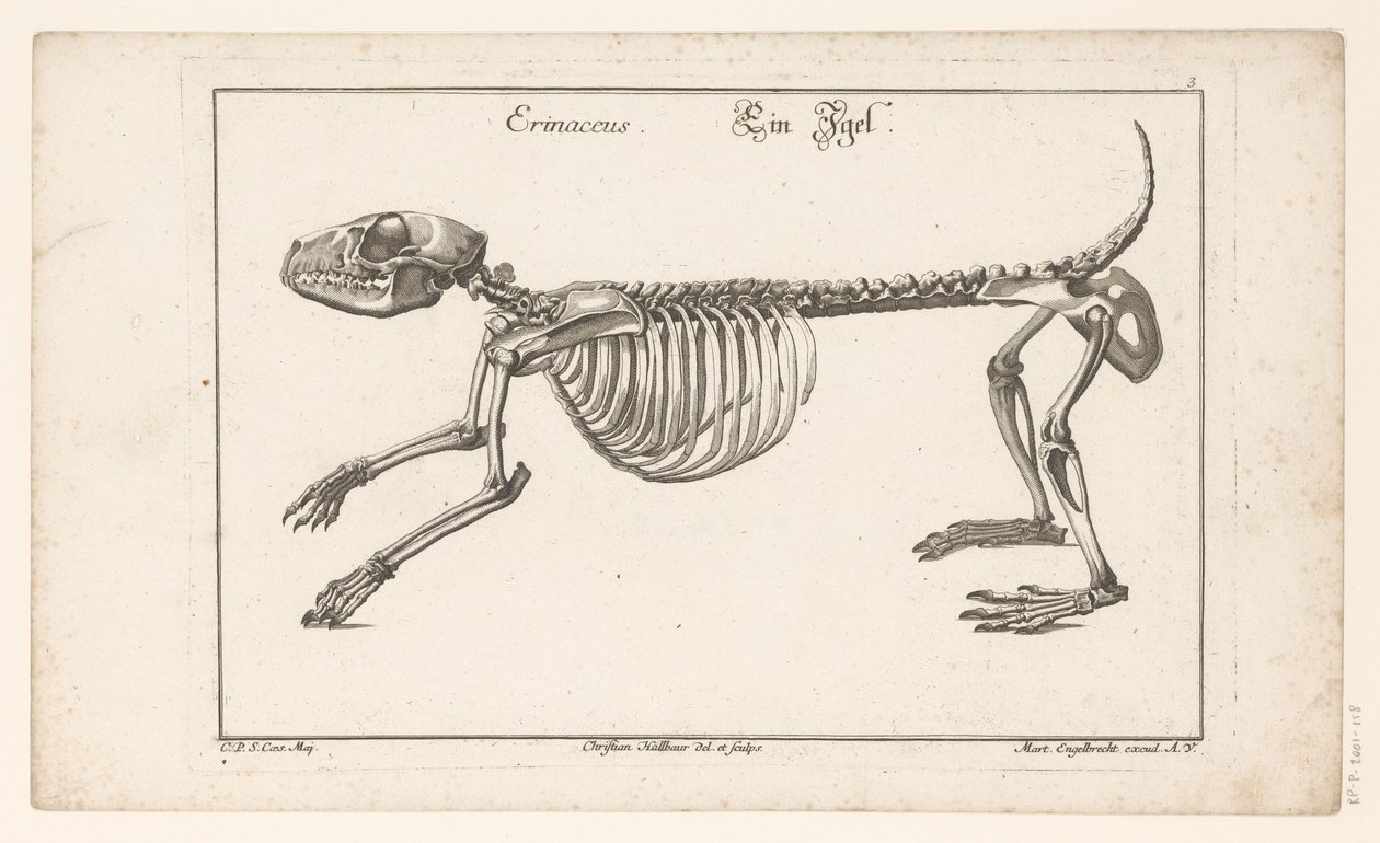 ハリネズミの骨格 Erinaceus / Ein Egel (オブジェクトのタイトル) Unterschiedliche Sceleta または Bone-Cörper (シリーズのタイトル) 作： クリスチャン・ハルバウア