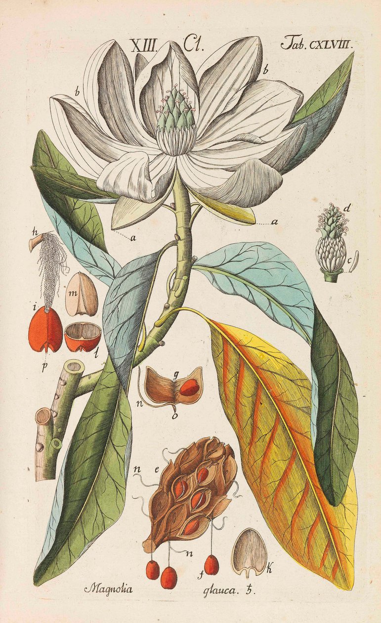 植物ハンドブック、1808年。 作： クリスチャンシュクール