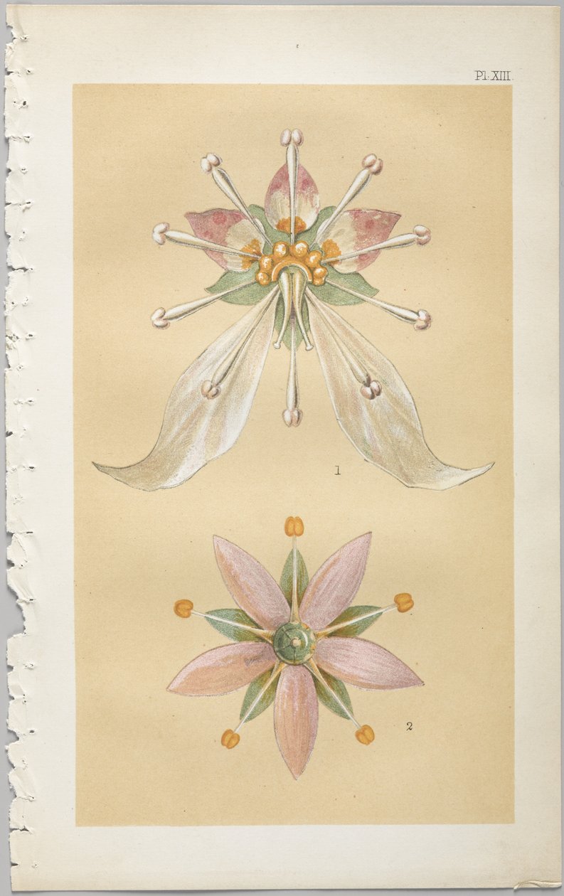 装飾デザインの芸術：付録付き、花が開く日の時間を示す、Day＆Son、ロンドン、1862年発行 作： クリストファー・ドレッサー