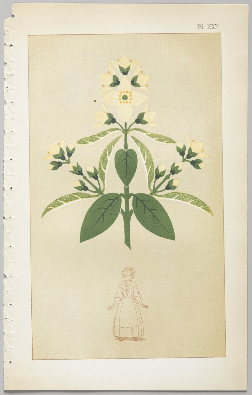 装飾デザインの芸術：付録付き、花が開く日の時間を示す、Day＆Son、ロンドン、1862年発行 作： クリストファー・ドレッサー