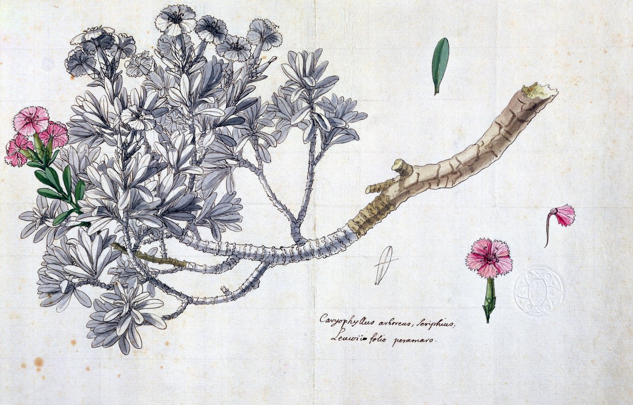 Caryophyllus ArboreusとSeriphius、Joseph Pitton de Tournefort（1656-1708）による作品（紙にペンとインクとトイレ） 作： クロード・オーブリエ