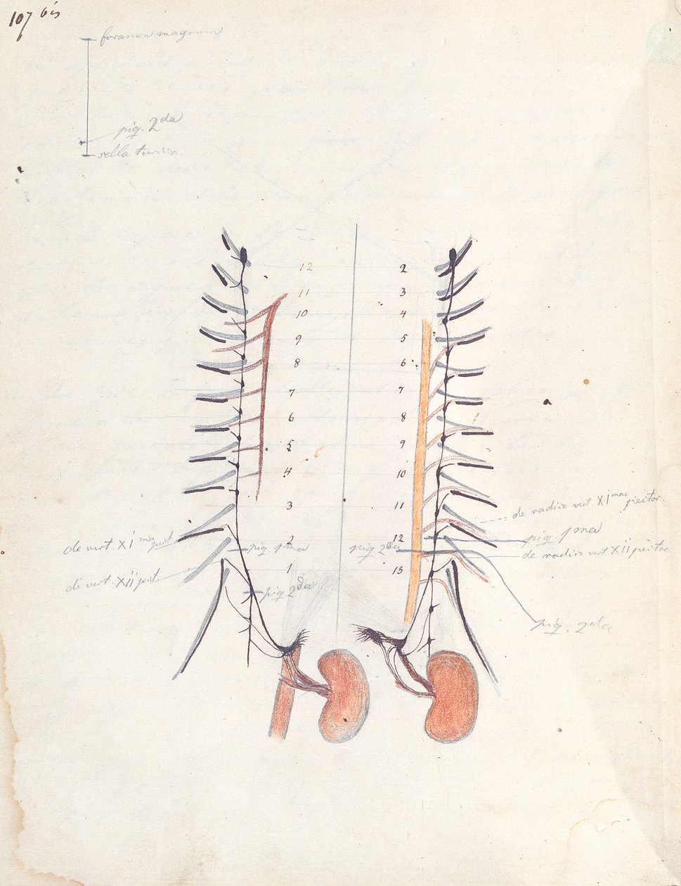 腎臓、1843年（紙にペンとインクと色鉛筆） 作： クロード・バーナード