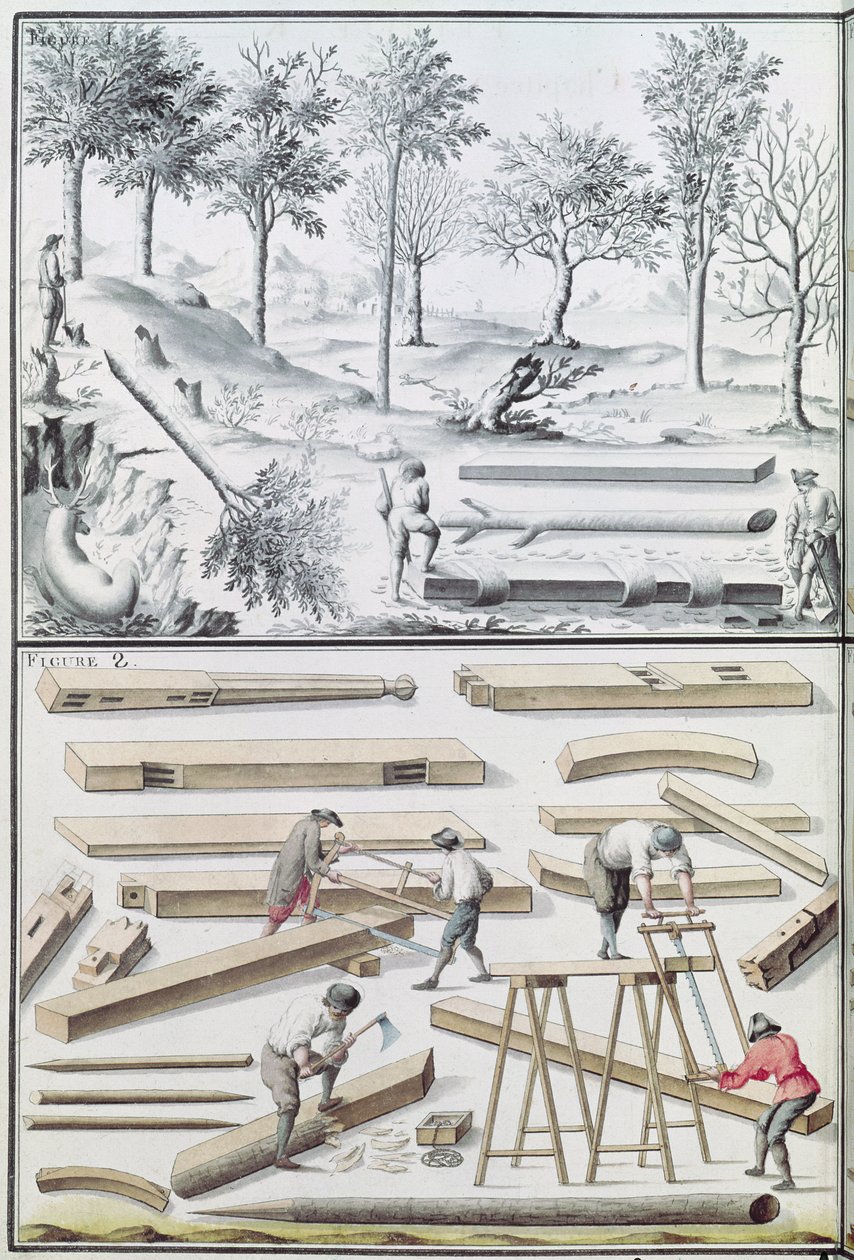 Ms 131k「Traite de Fortifications」（木にペンとインクとトイレ）からの樹木と製材のさまざまな種 作： クロード・マッセ