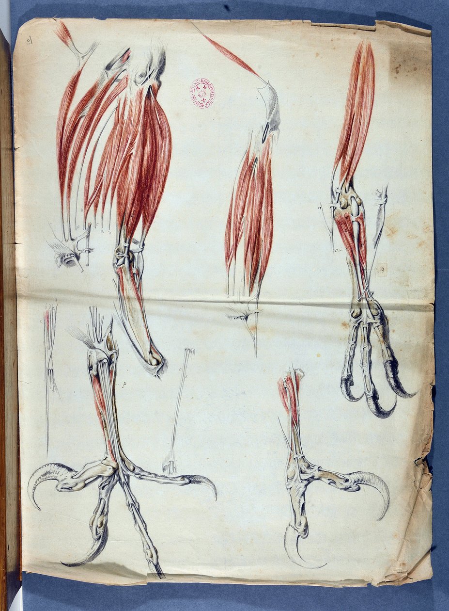 Claude Perrault 1613-1688 - Academie de Sciences - Parisによる1666年から1699年（1729-1734年）までの王立科学アカデミーのメモワールに掲載された "Memoires pour servir a l