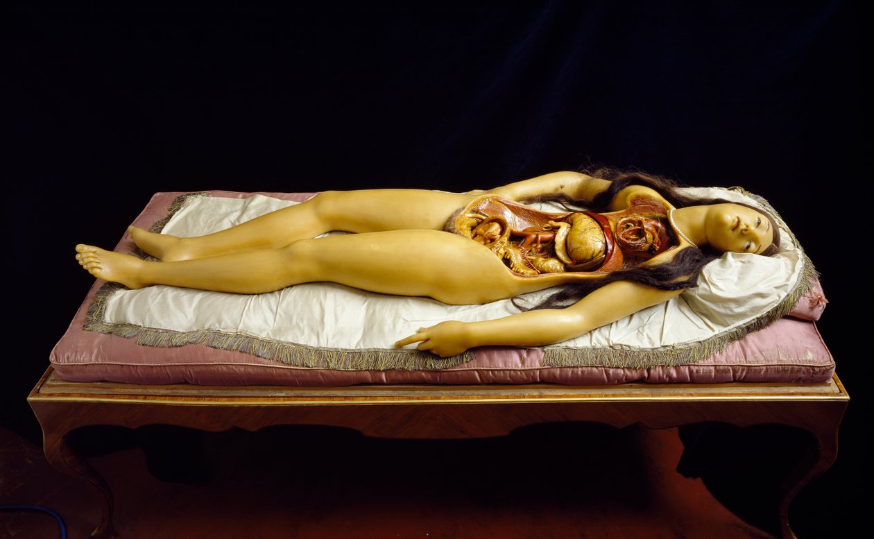 解体されたヴィーナス」、解剖モデル（ワックス