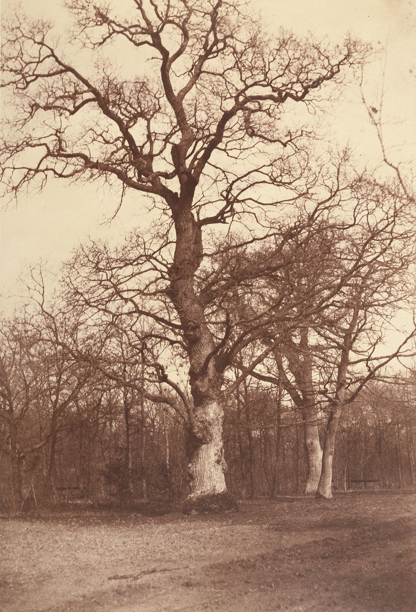 木の研究、Bois de Boulogne 作： コントオリンペアグアド