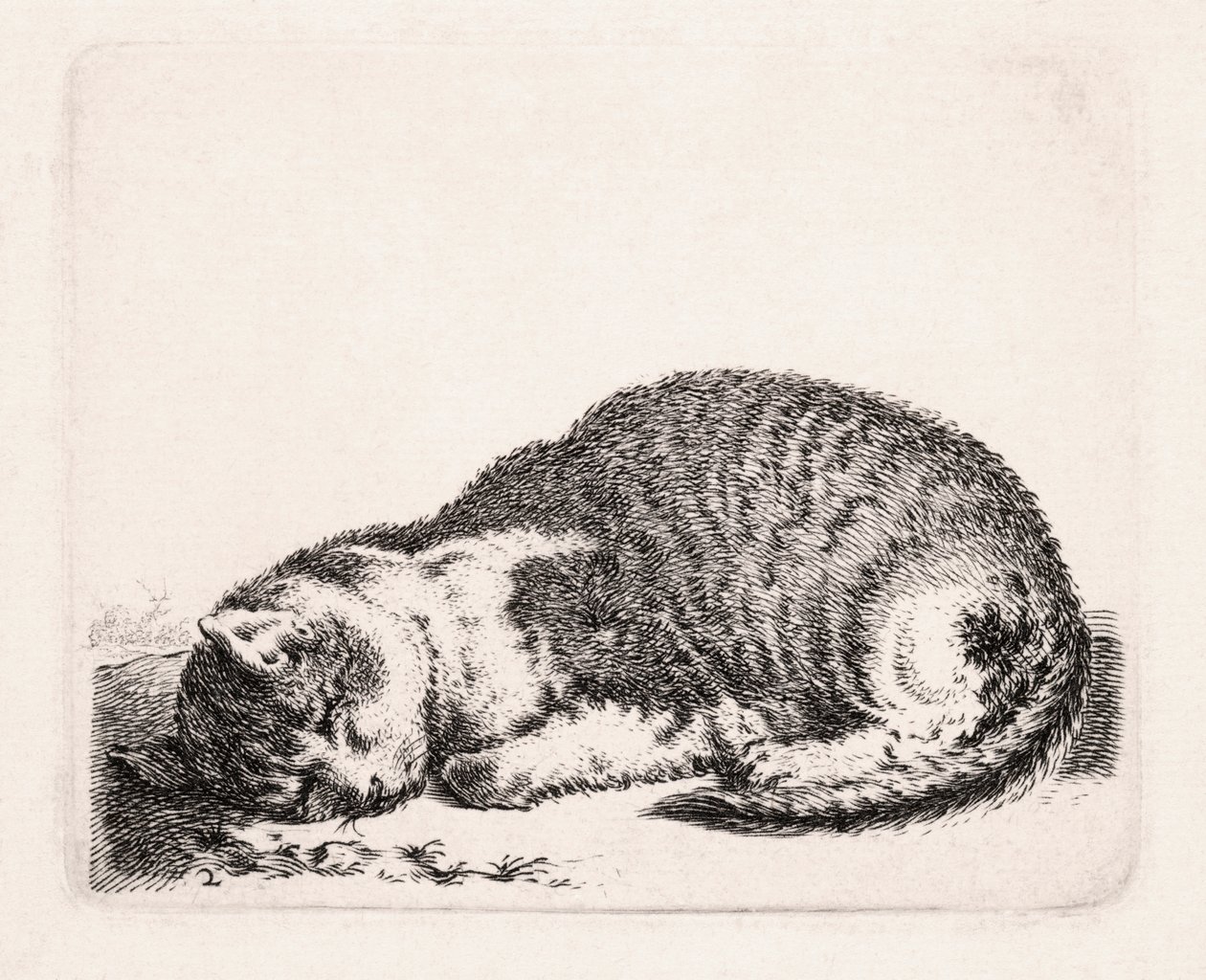 眠る猫、1607-81年頃 作： コルネリス・サフレベン