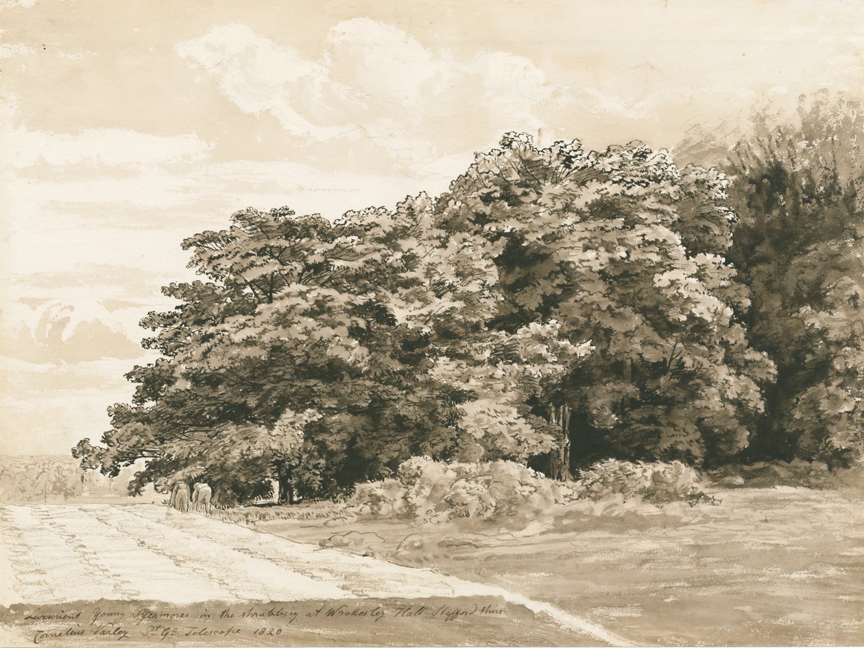 Wrottesley Hall-The Shrubbery：sepia Drawing、1820 作： コーネリアス・ヴァーリー