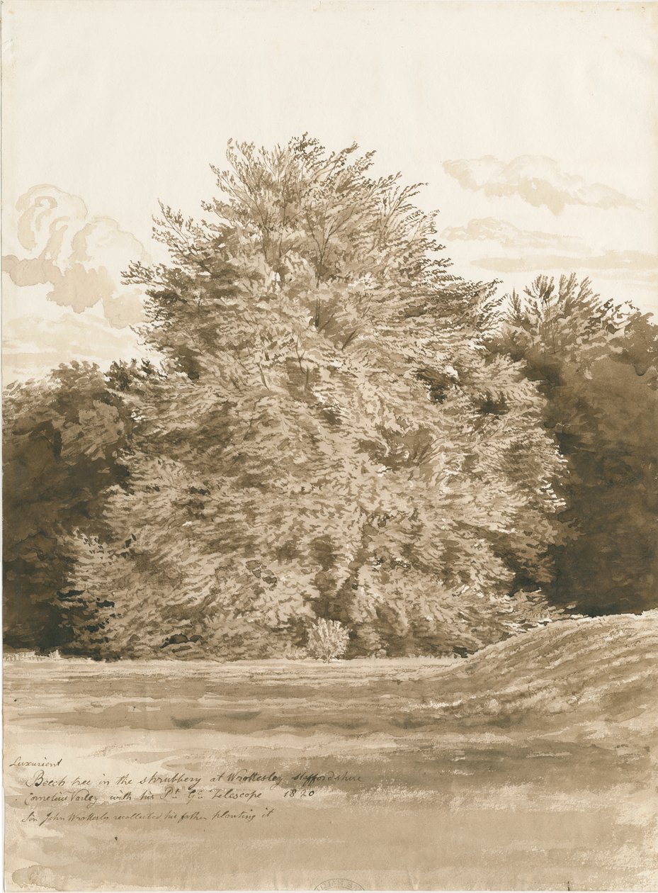 Wrottesley Hall-The Shrubbery：sepia Drawing、1820 作： コーネリアス・ヴァーリー