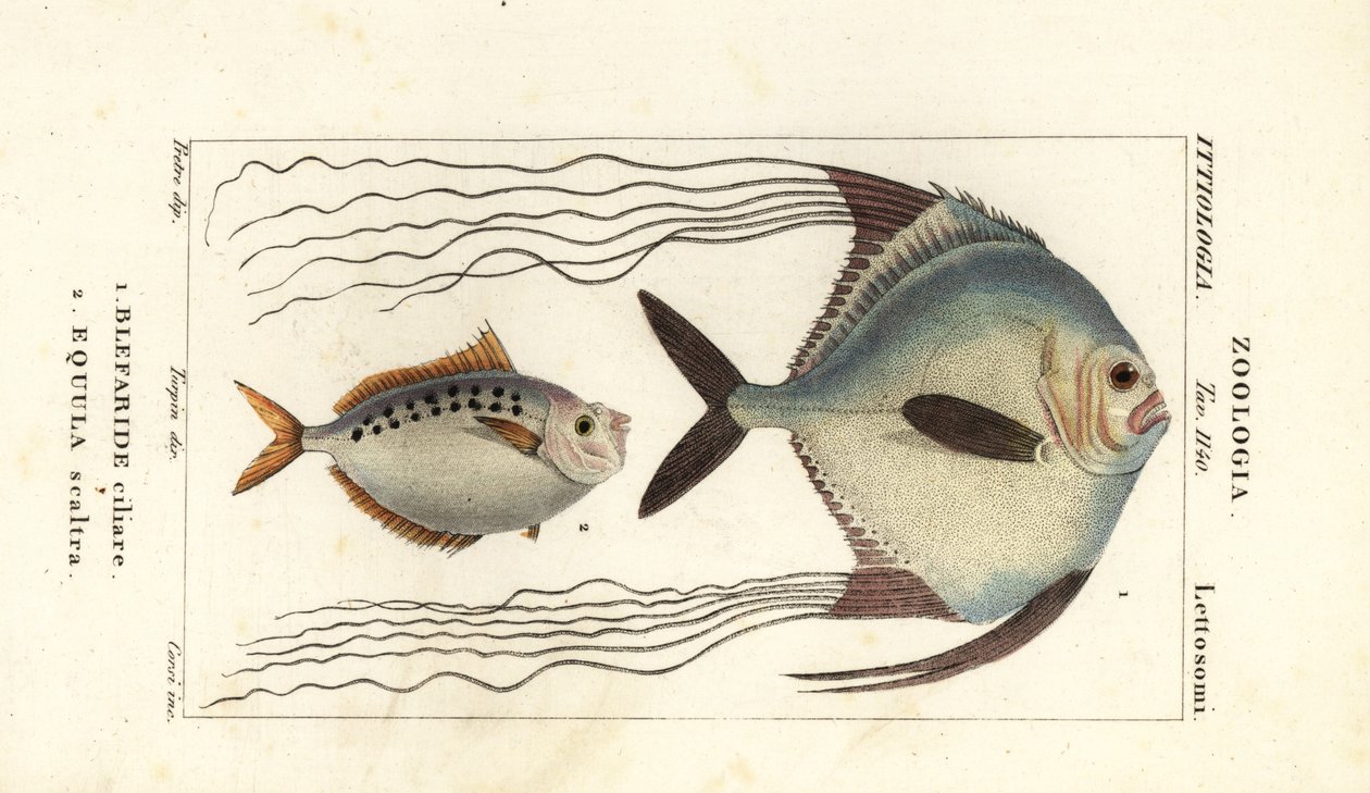 アフリカ ポンパノ、Alectis ciliaris、Blepharis ciliaris、Blefaride ciliare 1、ポニーフィッシュ、Poulain ruse、Leiognathus equulus 2 作： コルシコルシ