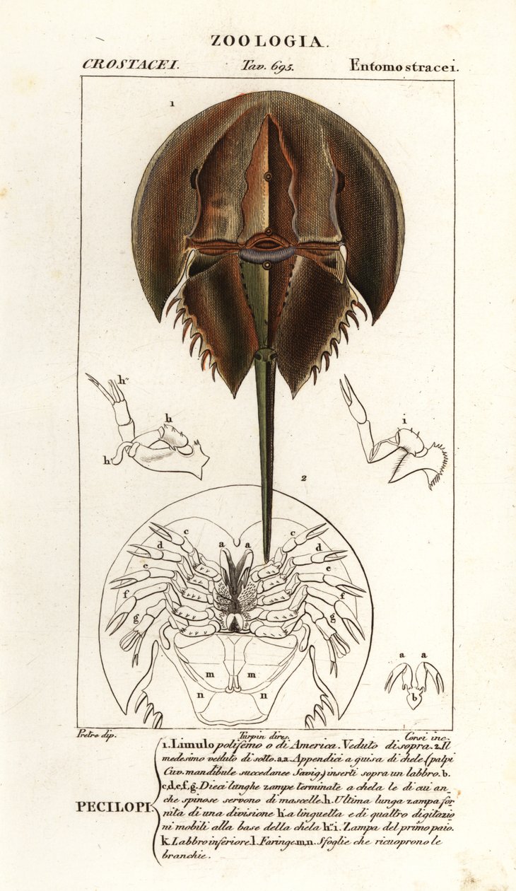 大西洋カブトガニ、Limulus polyphemus 作： コルシコルシ