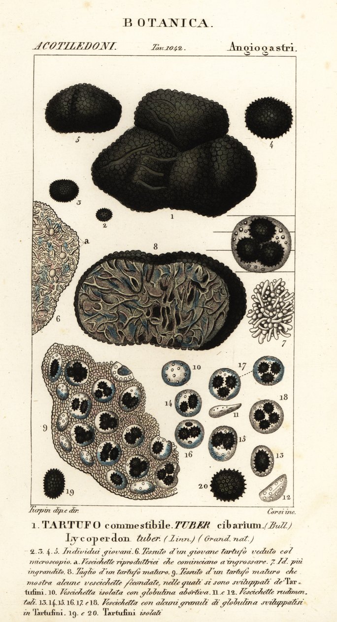 黒トリュフ、Tuber melanosporum (食品イモ、食用トリュフ、リコペルドンイモ) 作： コルシコルシ