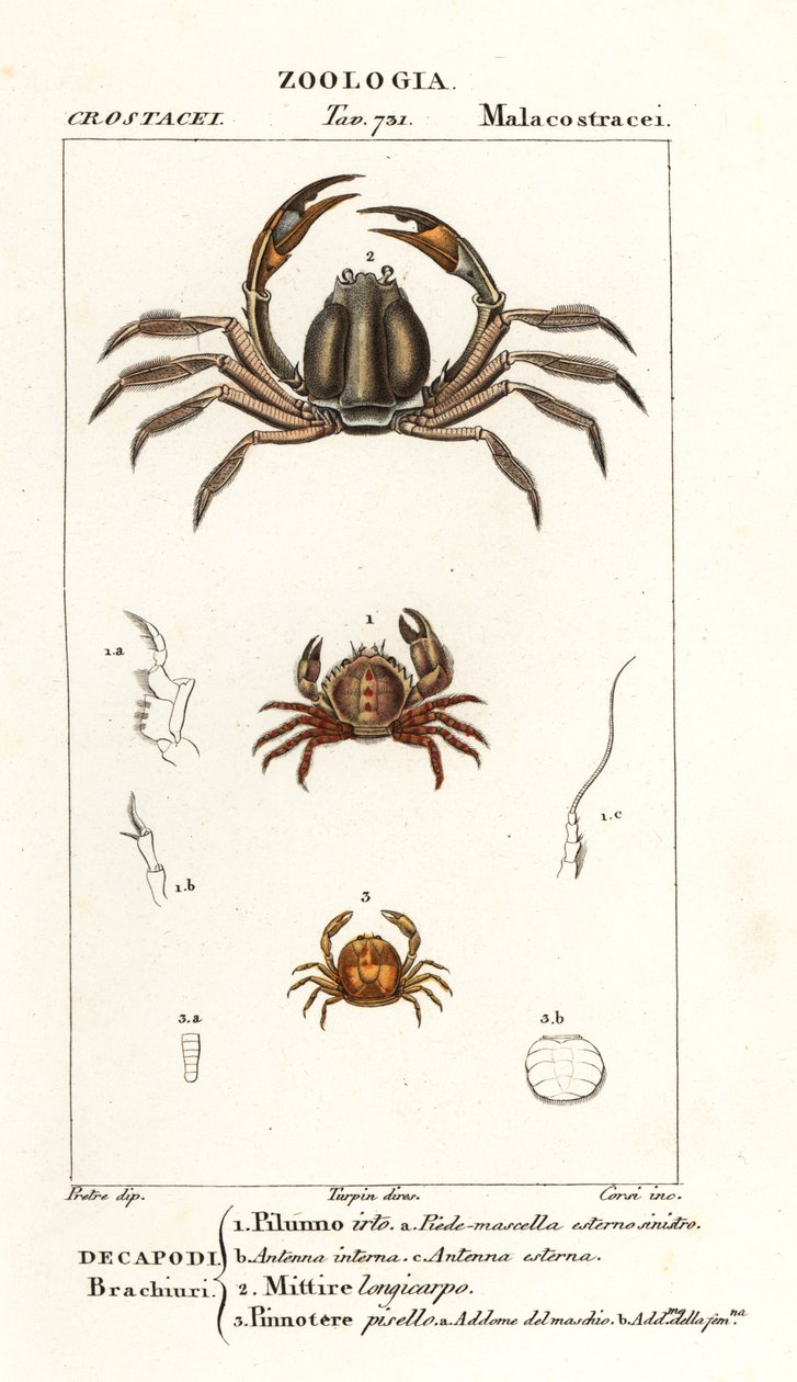 剛毛ガニ、Pilumnus hirtellus 1、水色の兵隊ガニ、Mictyris longicarpus 2、エンドウガニ、Pinnotheres pisum 3 作： コルシコルシ