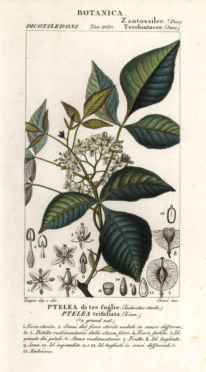 一般的なホップツリー、Ptelea trifoliata、三つ葉の ptelea 作： コルシコルシ