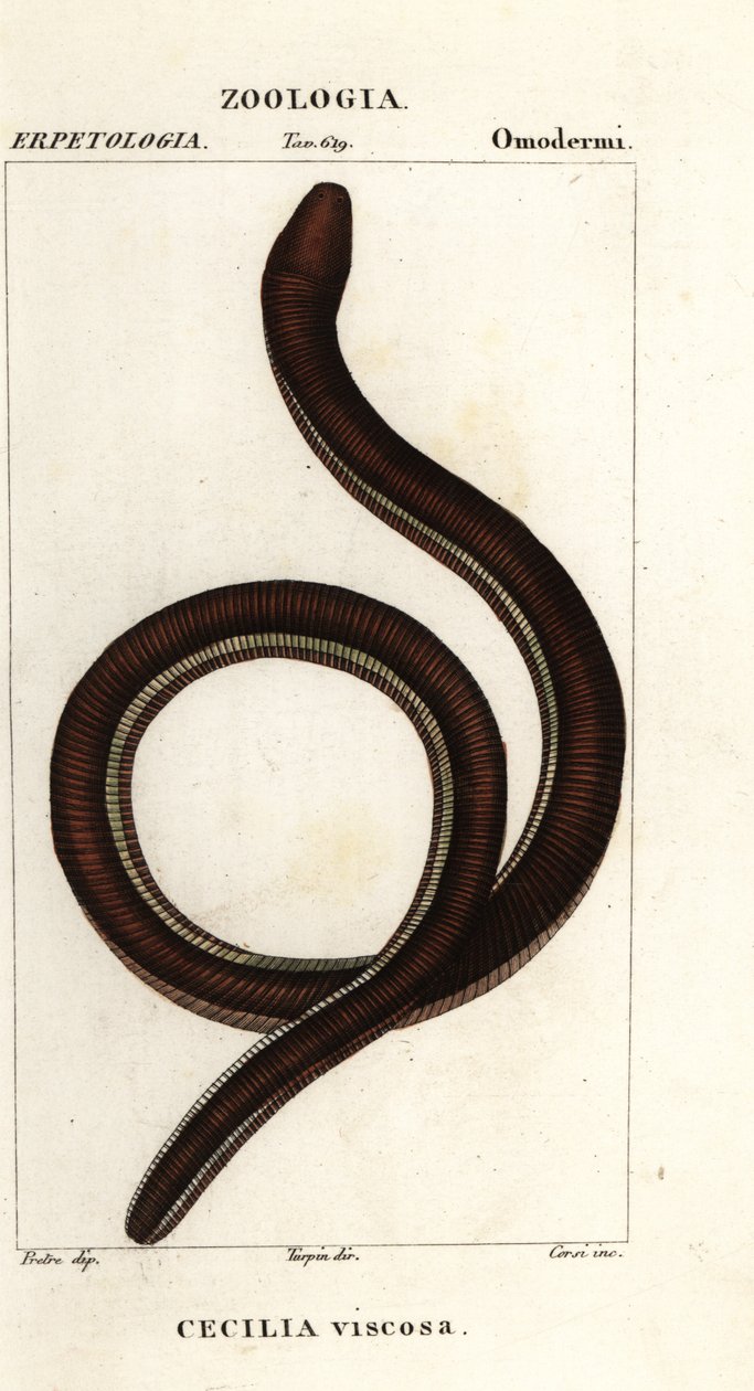 イクチオフィス・グルチノサス（Ichthyophis glutinosus） 作： コルシコルシ