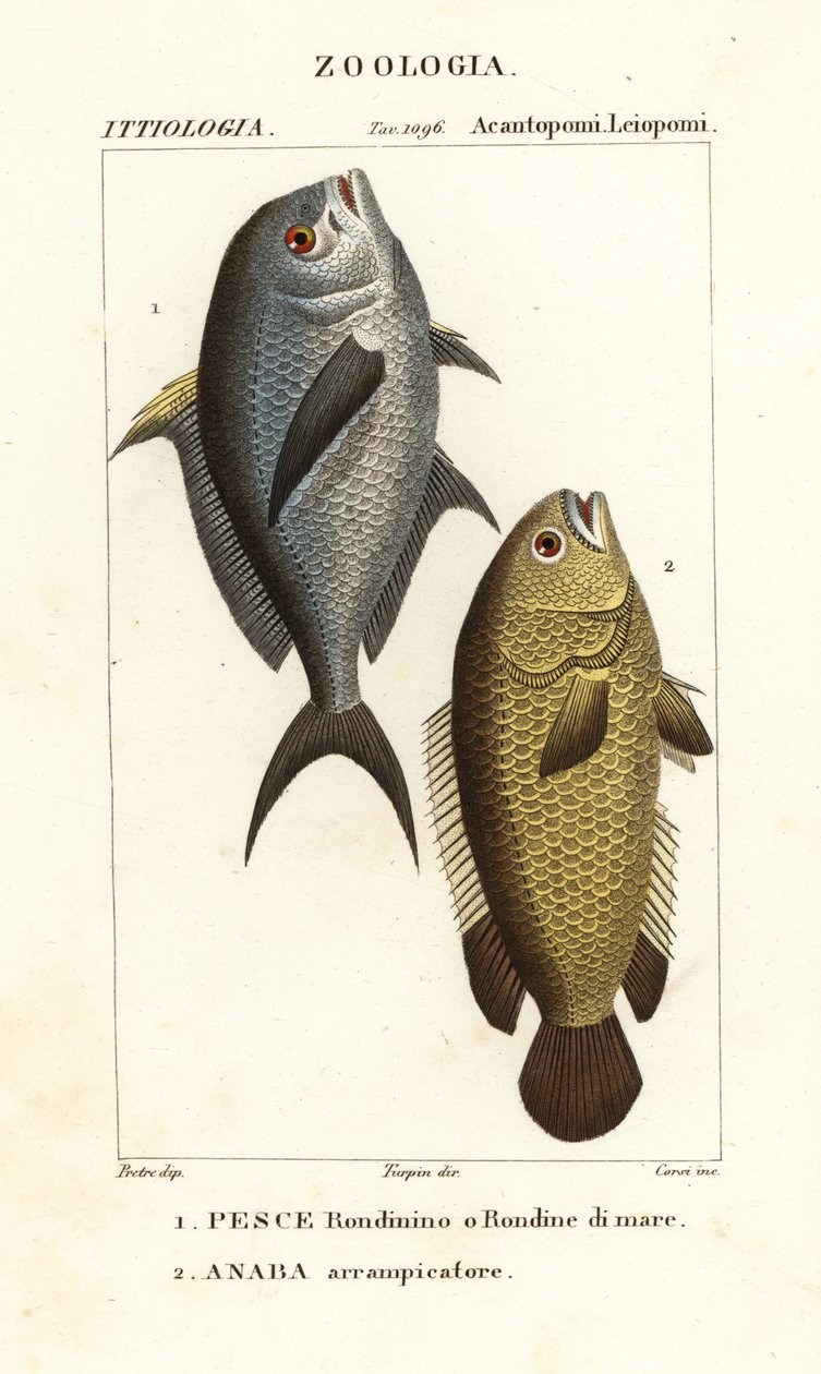 スズメダイ、Chromis chromis 1、つる性パーチ、Anabas testudineus 2 作： コルシコルシ