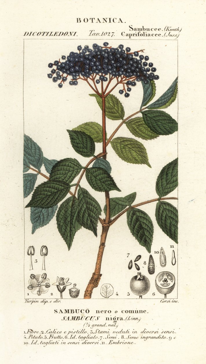 ヨーロッパの黒エルダーベリー、Sambucus nigra、黒または一般的なニワトコ 作： コルシコルシ