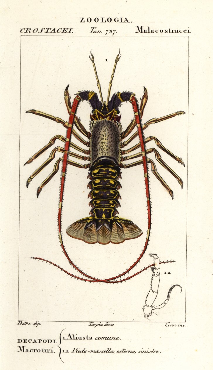 ヨーロッパの伊勢海老、Palinurus elephas 作： コルシコルシ
