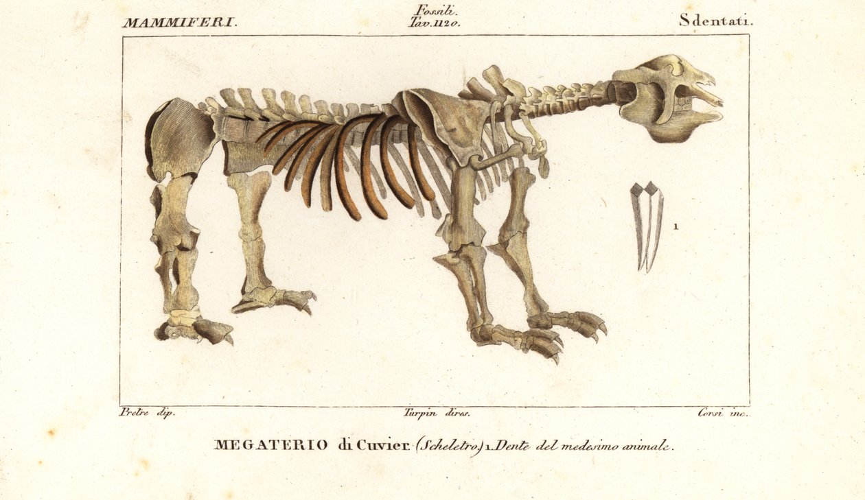 巨大地上ナマケモノ、メガテリウム americanum の化石骨格 作： コルシコルシ