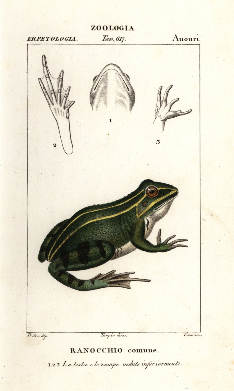 緑のカエル、Pelophylax kl esculentus 作： コルシコルシ