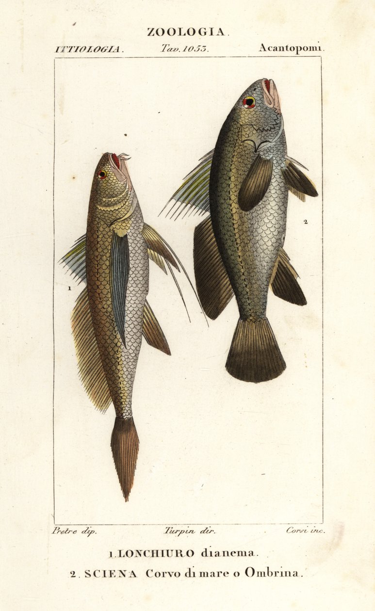 コガネグチ、Lonchurus lanceolatus 1 およびコガネグチ、ストーンバス、シェイドフィッシュ、Argyrosomus regius 2 作： コルシコルシ