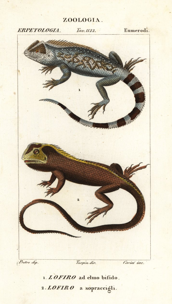 Lyreshead トカゲ、Lyriocephalus scutatus 1 および潜水トカゲまたはモップヘッド イグアナ、Uranoscodon superciliosus 2 作： コルシコルシ