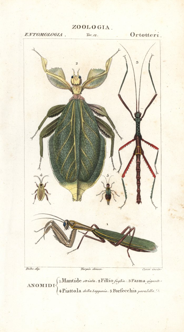カマキリ、葉虫、ナナフシなど 作： コルシコルシ