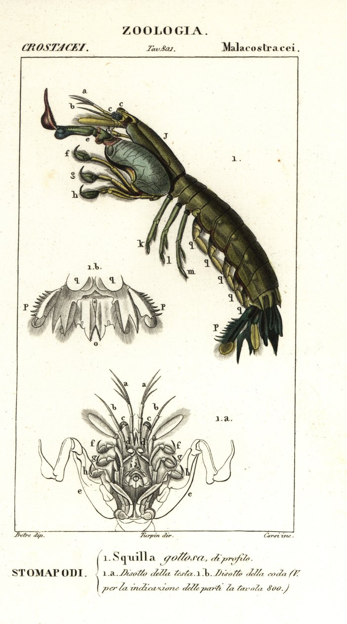 シャコ、Gonodactylus chiragra 作： コルシコルシ