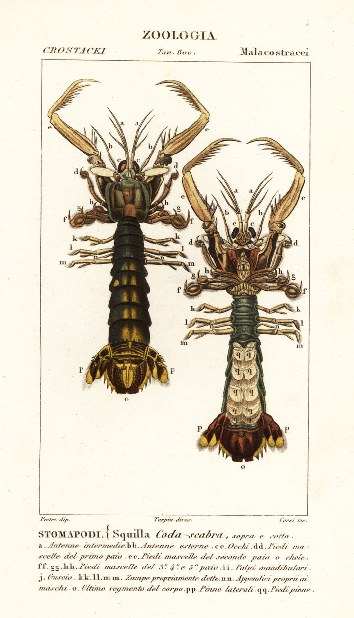 シャコ、Lysiosquilla scabricauda 作： コルシコルシ