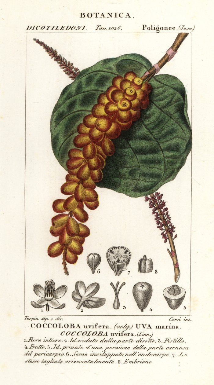 シーグレープまたはベイグレープ、Coccoloba uvifera、海ぶどう 作： コルシコルシ