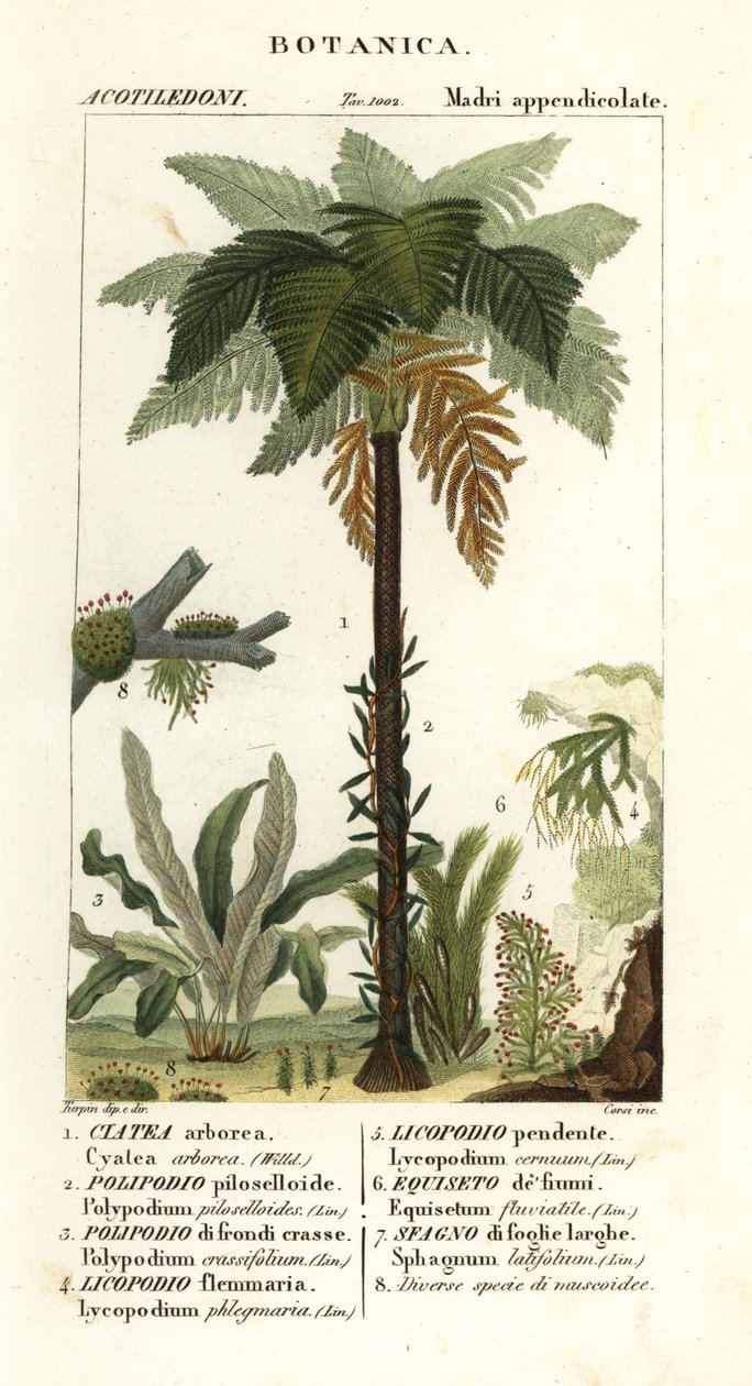 西インドの木生シダ、Cyathea arborea、つるシダ、Microgramma piloselloides 2、優美なシダ、Niphidium crassifolium 3、粗いタッセル シダ、Huperzia phlegmaria 4、スタッグホーン クラブモス、Lycopodiella cernua 5、スギナ 作： コルシコルシ