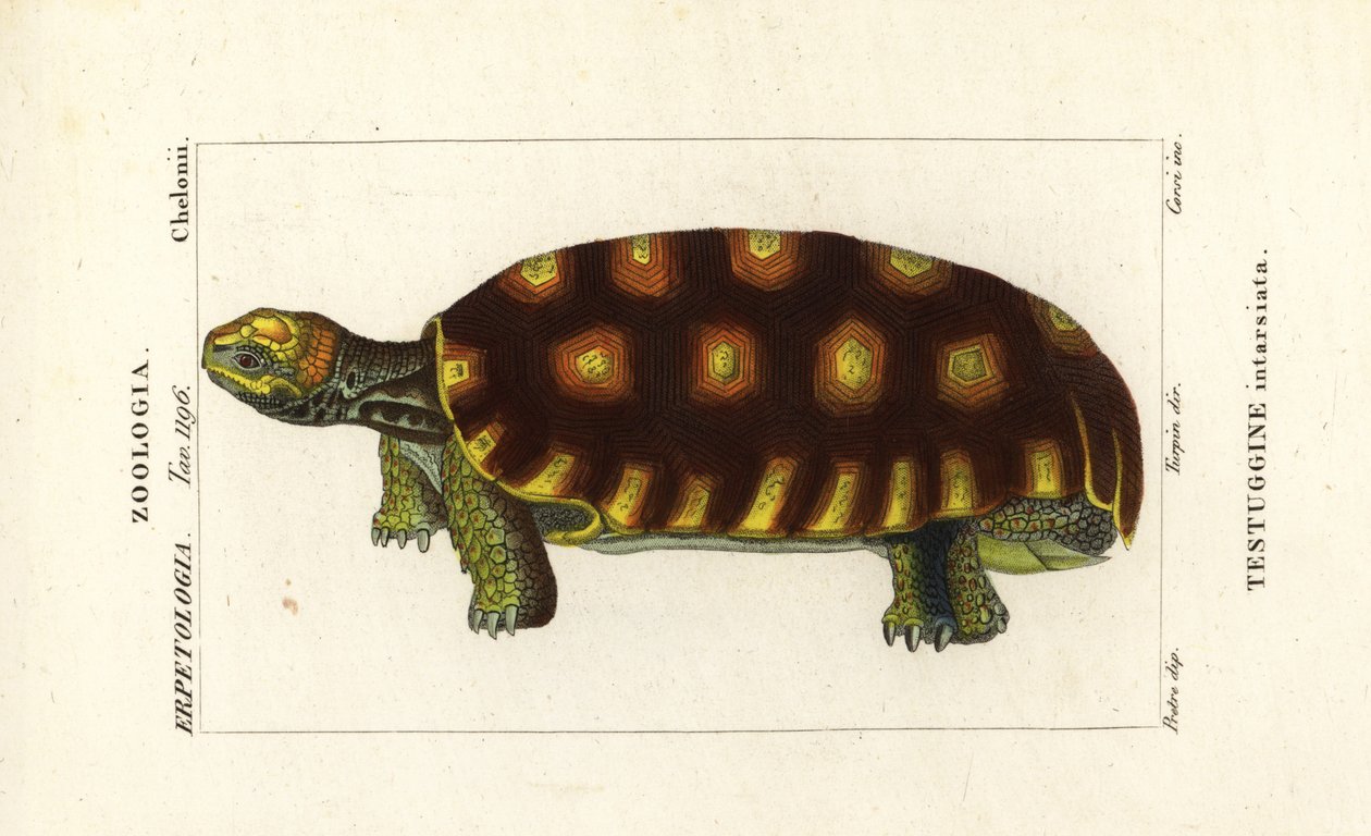 イエローアシガメまたはブラジルゾウガメ、Chelonoidis denticulatus Testudo tabulata Testuginne intarsiata 作： コルシコルシ