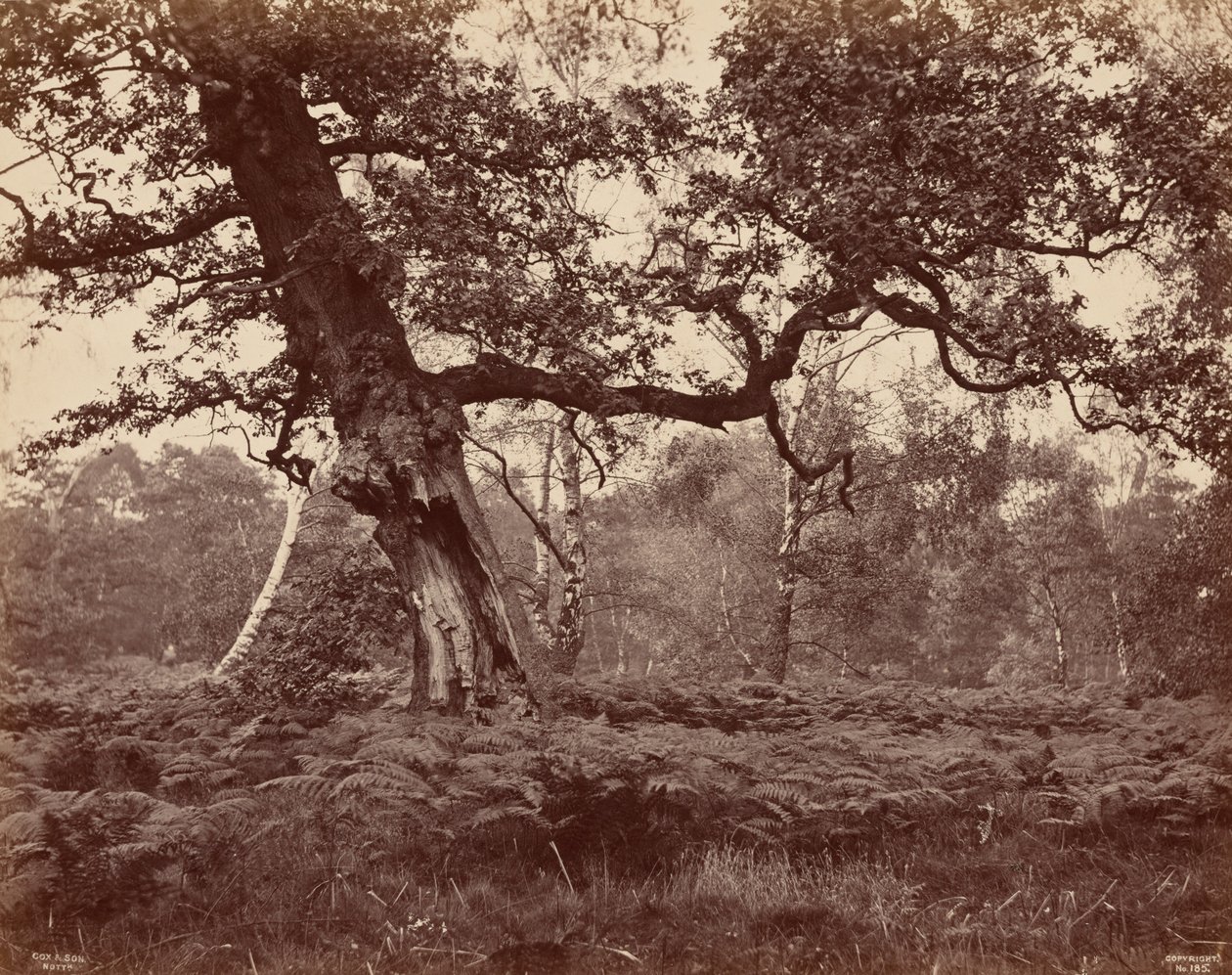 樹木の研究,c.1870年（写真） 作： コックス＆サン