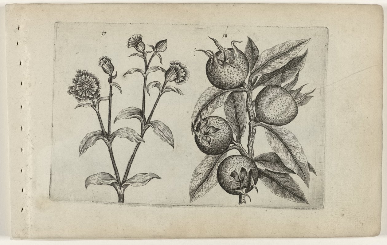日のカッコウの花とメドラー Cognoscite lilia (シリーズタイトル) 作： Crispijn van de Passe（I）（帰属）