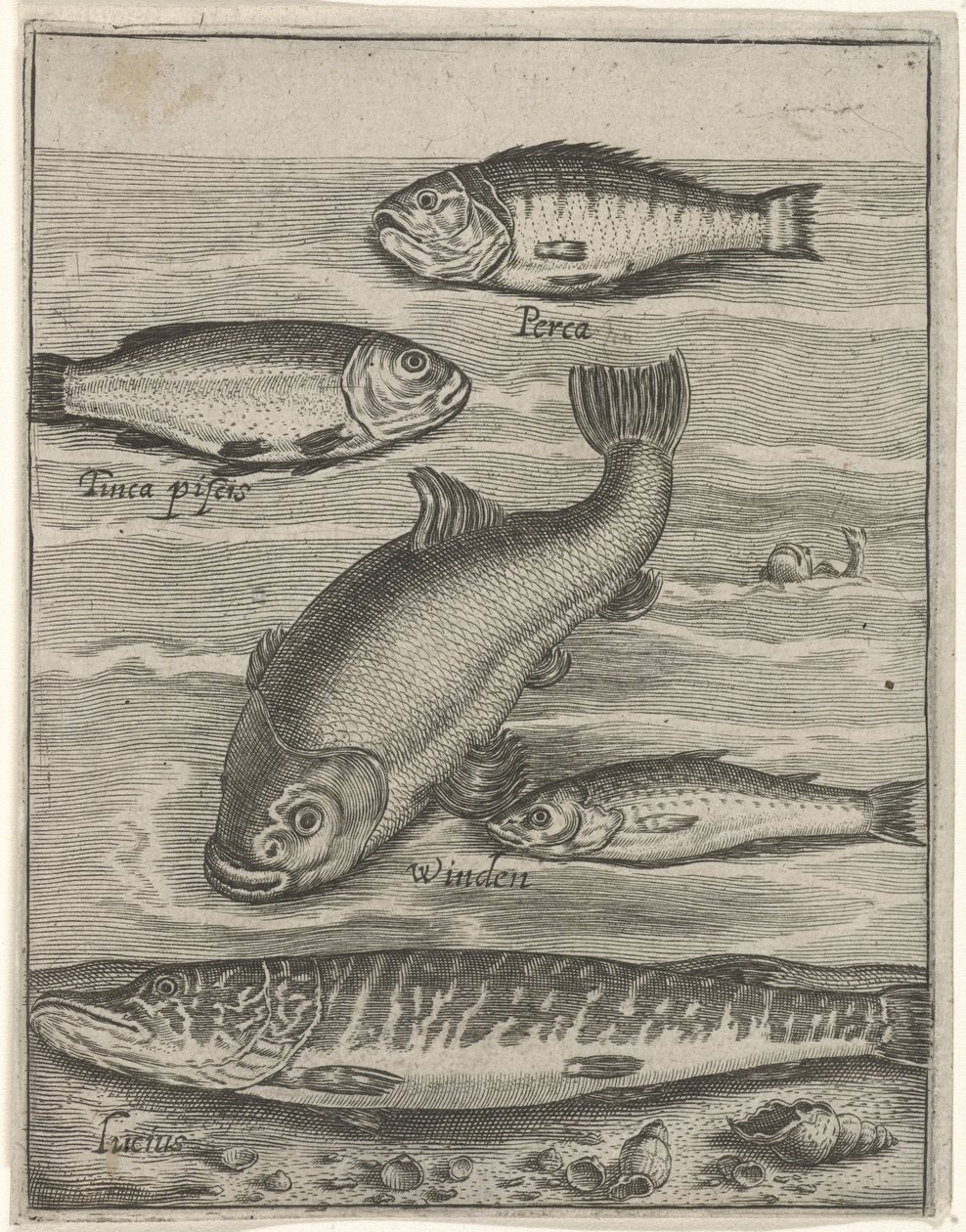 Studieblad と vijf vissen の出会い お魚ライブアイコン（連載タイトル） 作： Crispijn van de Passe（I）