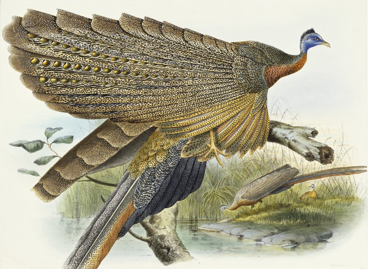 ファジアン科。 Argusianus Grayli、1870年-1872年 作： ダニエル・ジロー・エリオット