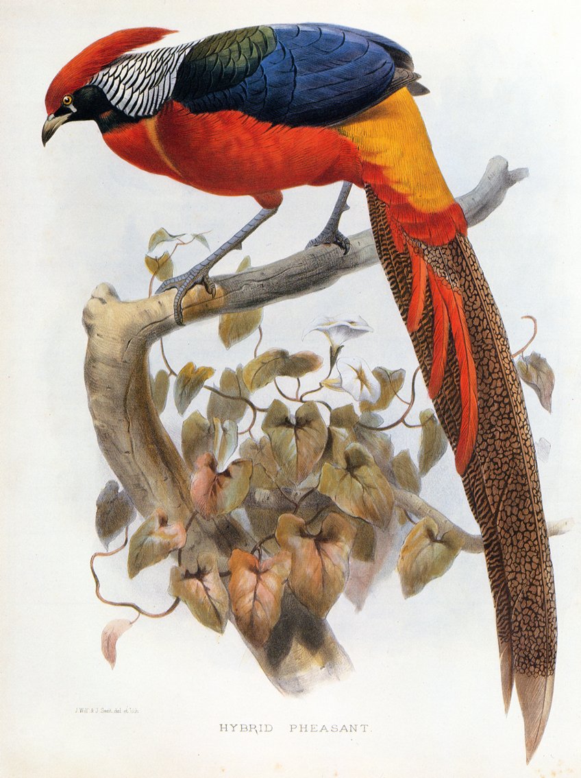 ハイブリッドキジChrysolophus pictus Chrysolophus amherstiae 作： ダニエル・ジロー・エリオット
