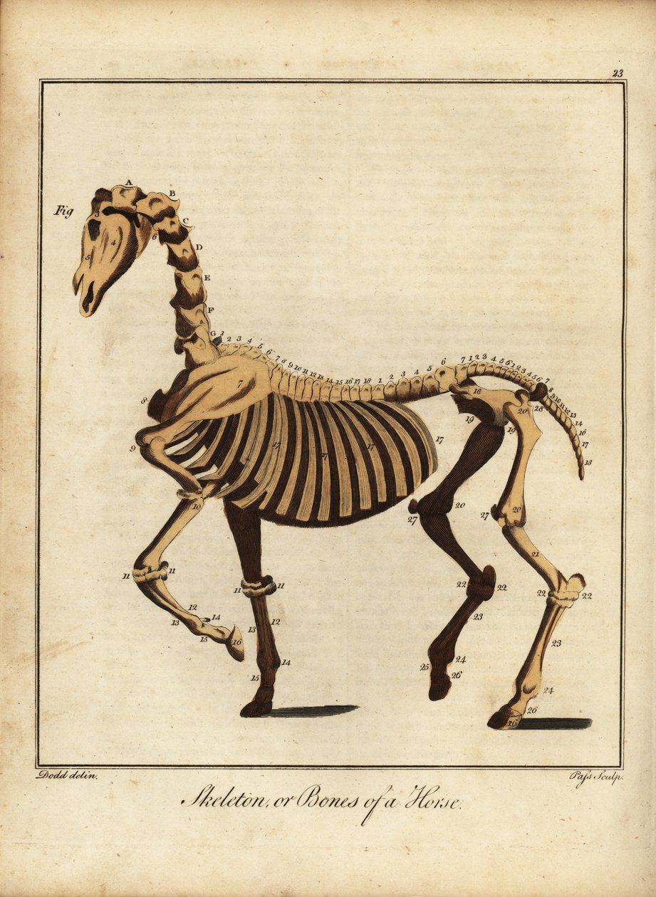 馬の骨格または骨。 1792年（彫刻） 作： ダニエル (後) ドッド