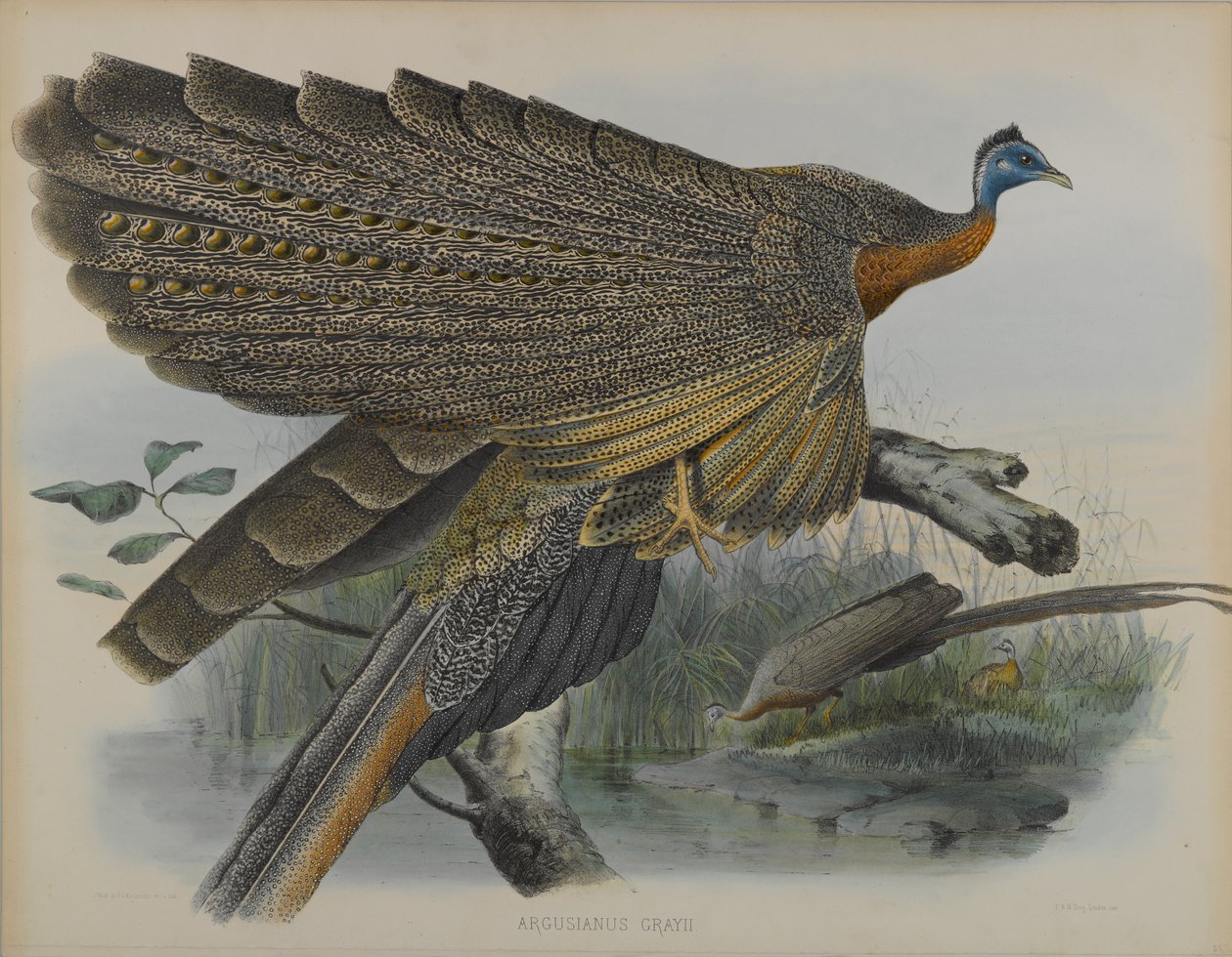 Argusianus Grayii（カラーリトグラフ 作： ダニエル・ジローとグールド・ジョン・エリオット
