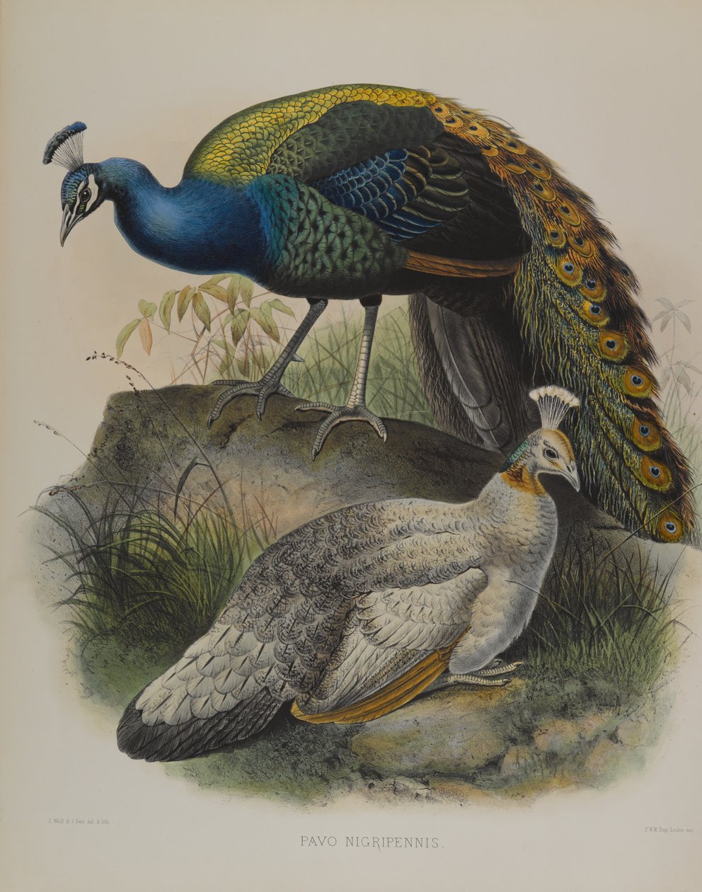 Pavo Nigripennis - Black Shouldered Pea Fowl (カラーリトグラフ) 作： ダニエル・ジローとグールド・ジョン・エリオット