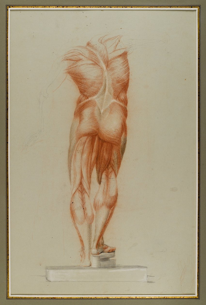 Écorché（筋肉の図の研究）、c.1848（紙にチョークとグラファイト） 作： ダニエル・ハンティントン