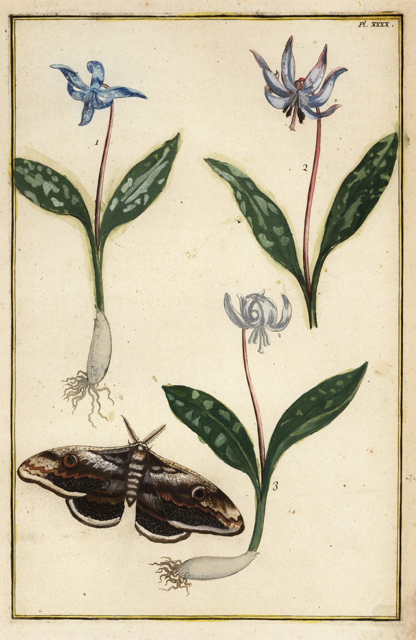 カタクリの花、Erythronium dens-canis、そして蛾。 作： ダニエル・ラベル