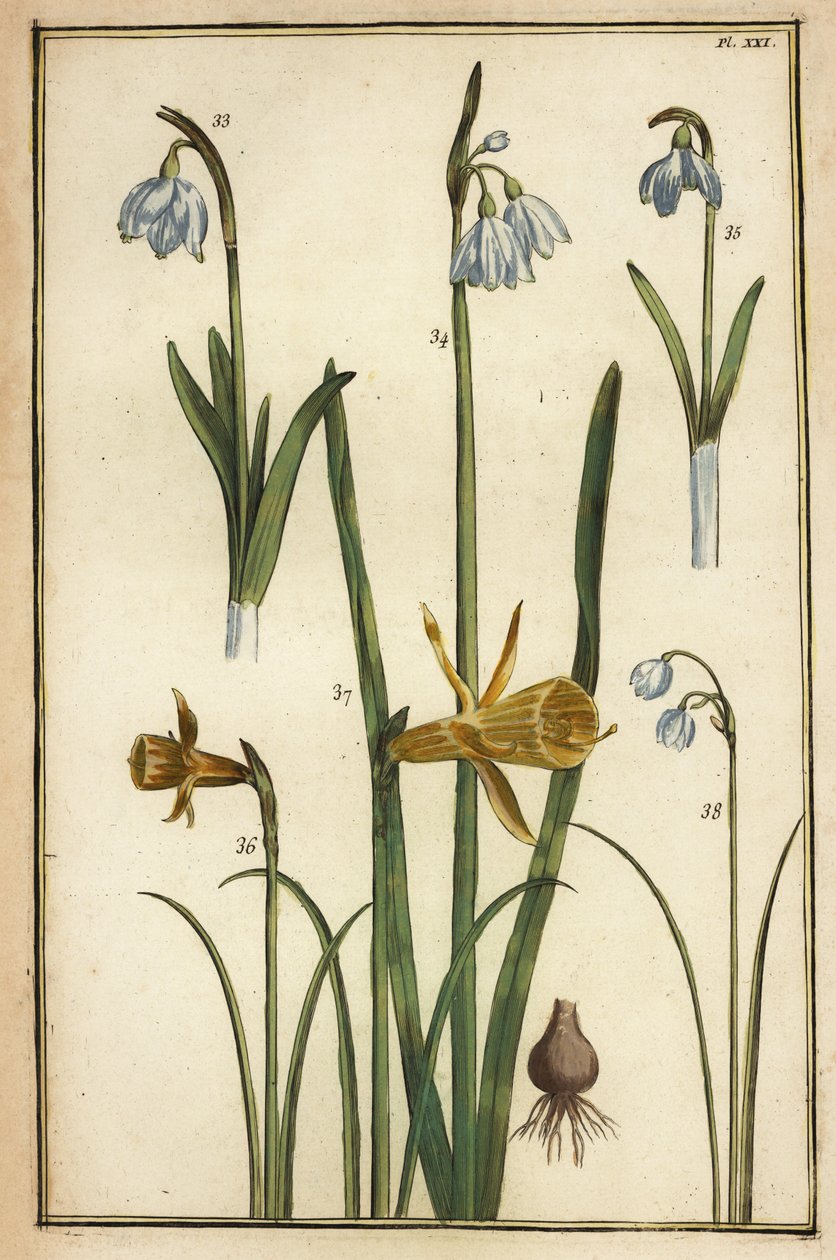 野生の水仙（Narcissus pseudonarcissus）とスノードロップ（Galanthus nivalis）。 作： ダニエル・ラベル