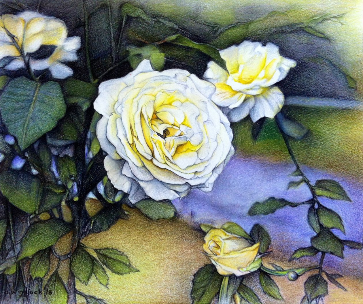 Alberta Roses In Bloom, 2018（紙に鉛筆） 作： ダレル・ウィンドジャック