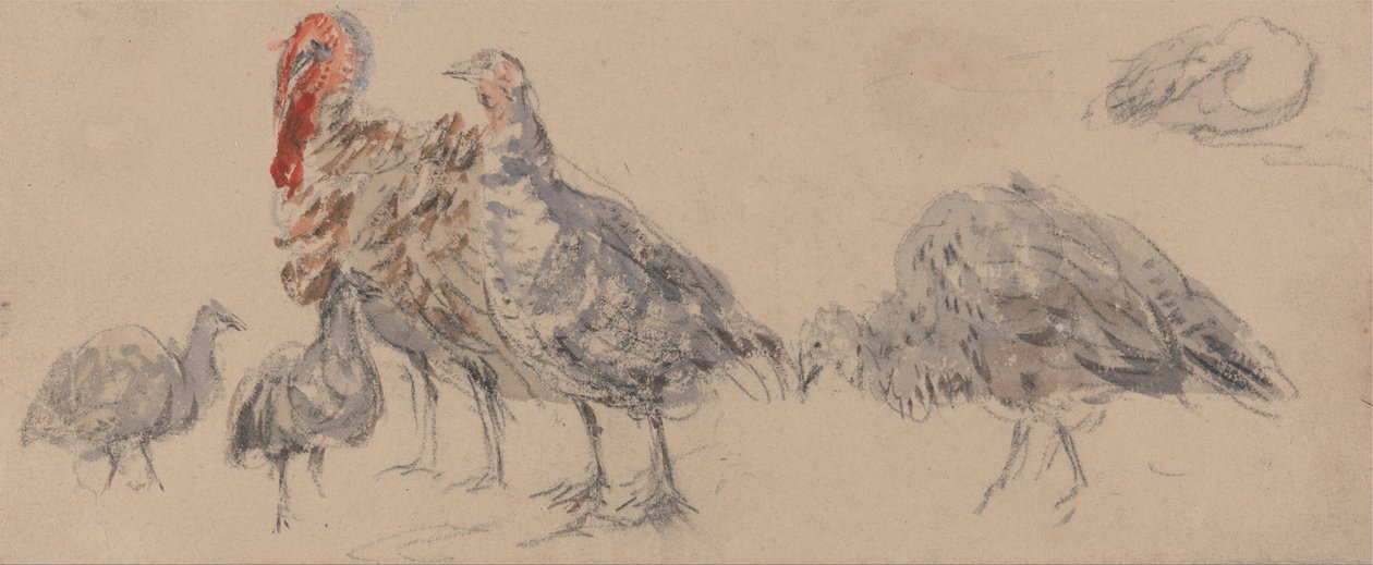 七面鳥の研究 作： デビッドコックス