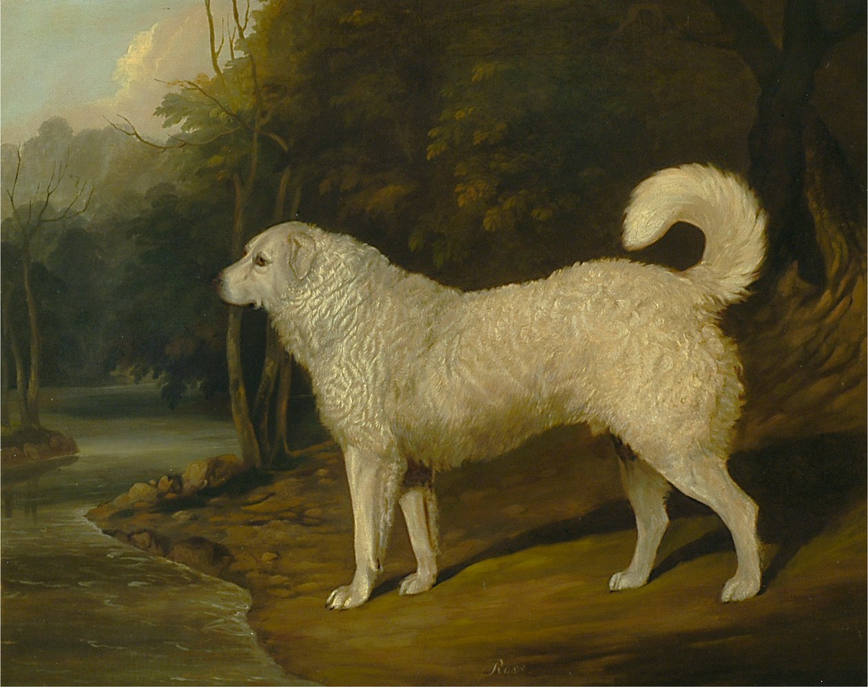 犬の肖像、ロス 作： ヨークのデビッド・ダルビー