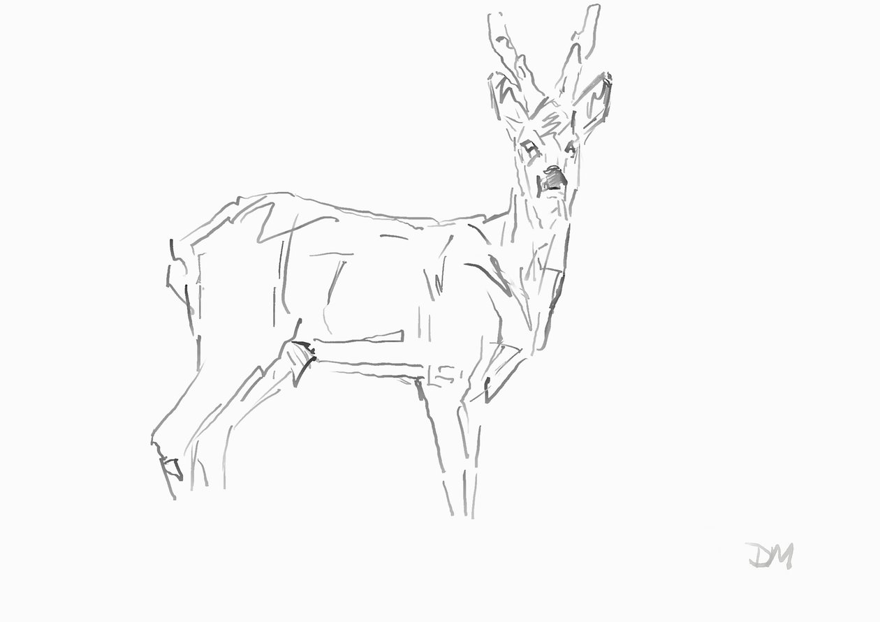 Roe Buck, 2024 （紙に竹葦ペンとインク） 作： デビッドメイヤー