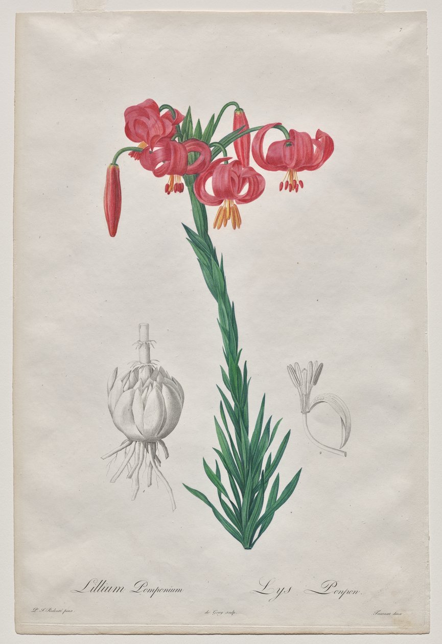 Lillium Pomponium (サザエ)、Les Liliacées のプレート 7 作： De Gouy