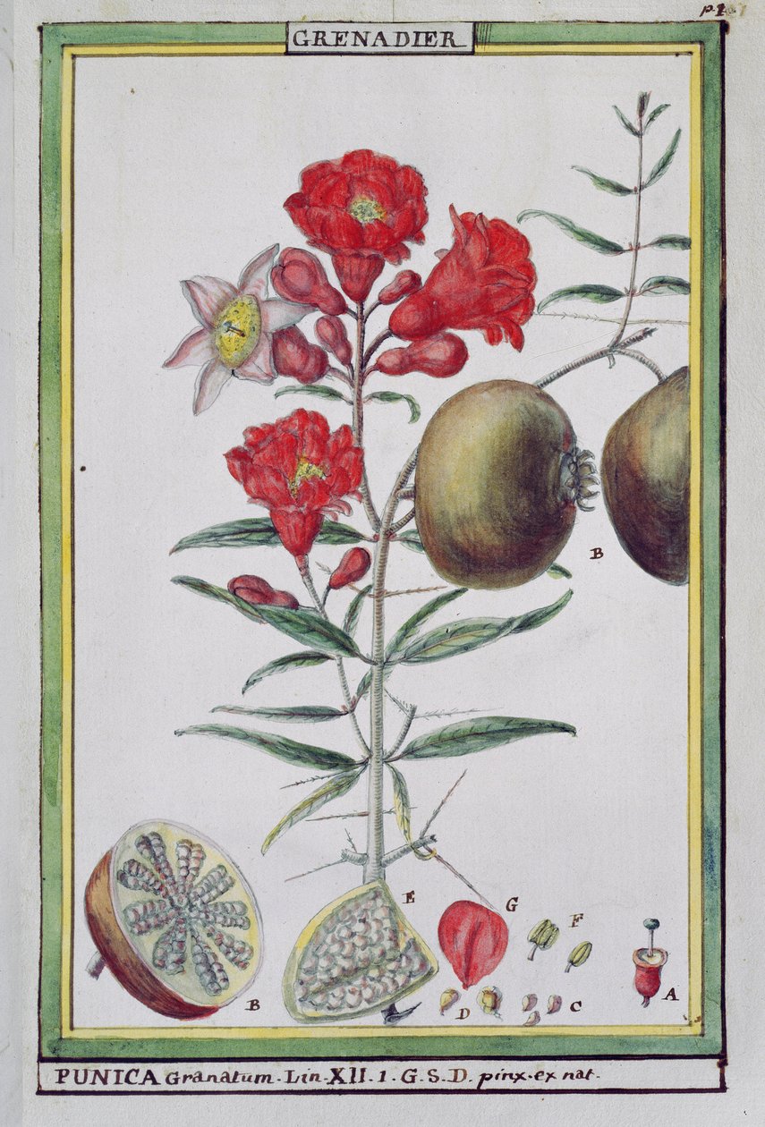 ホット植物のフロリンディーまたは物理経済的歴史からのザクロの木、1789 作： デラヘイ
