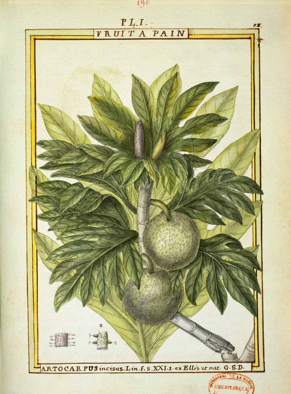 パンの実（Artocarpus altilis）、Delahayeの水彩画 作： ドライエドライエ